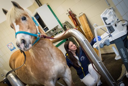 Sonja Berger untersucht Pferd per Ultraschall