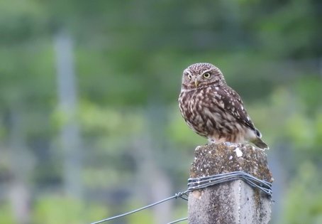 Steinkautz auf einem Pfeiler sitzend
