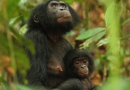 Bonobo-Weibchen mit ihrem Jungtier. Foto: Sean M. Lee