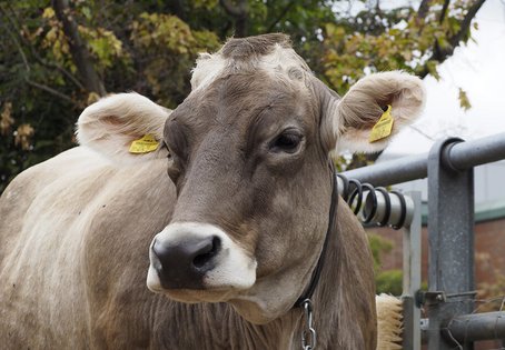 Kopf Braunvieh Rind