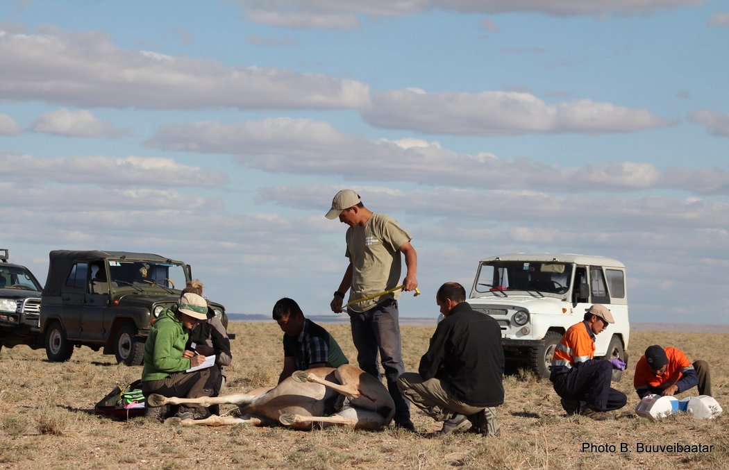 Photo of khulan being collared 1