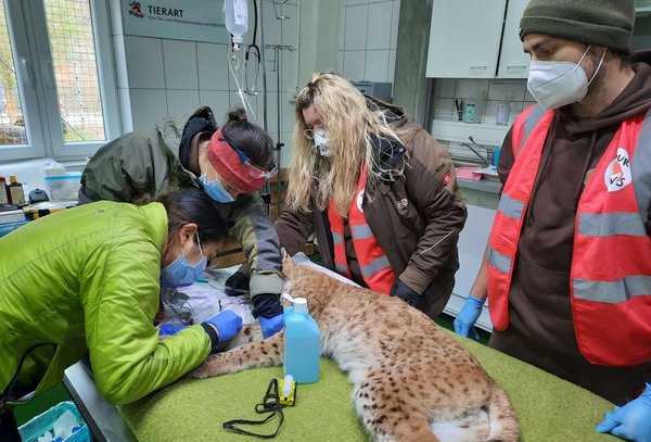 Luchs Norik wird veterinärmedizinisch gecheckt - Lynx Norik receiving a vet checkup