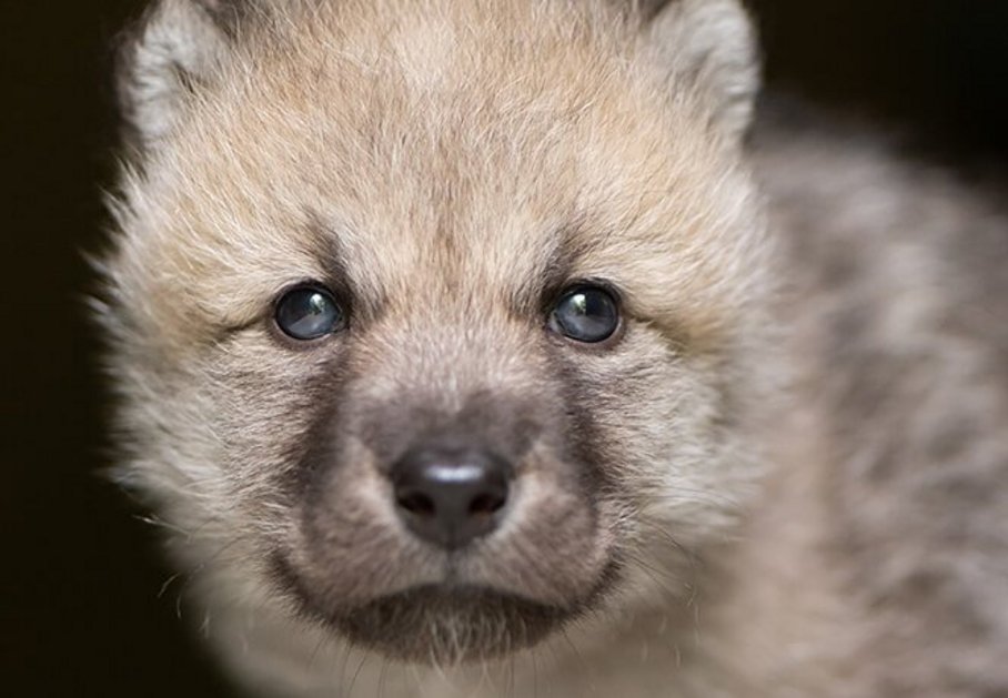 Wolfswelpe, 1 Monat alt