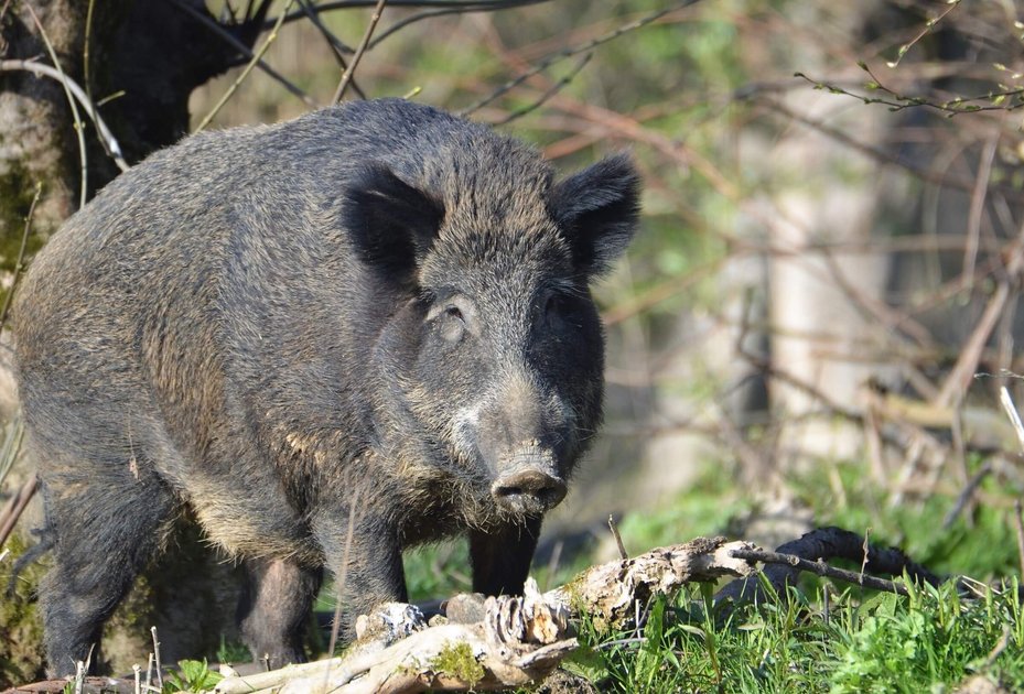 Foto: shutterstock Wildschwein im Wald