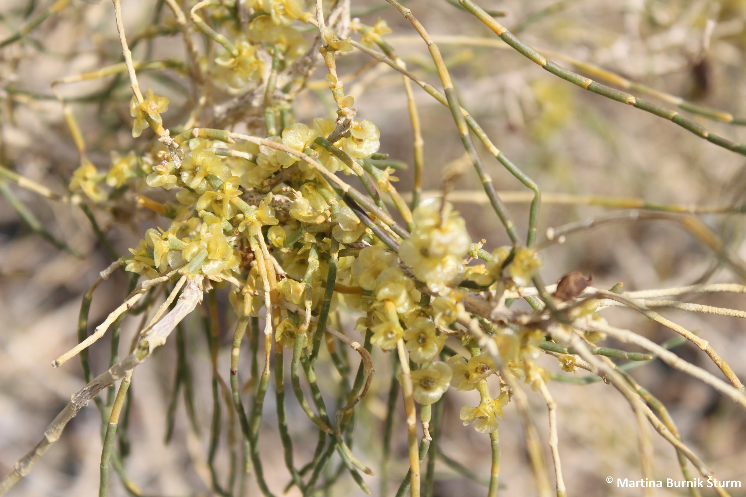 Photo of blossoming Haloxylon ammodendron