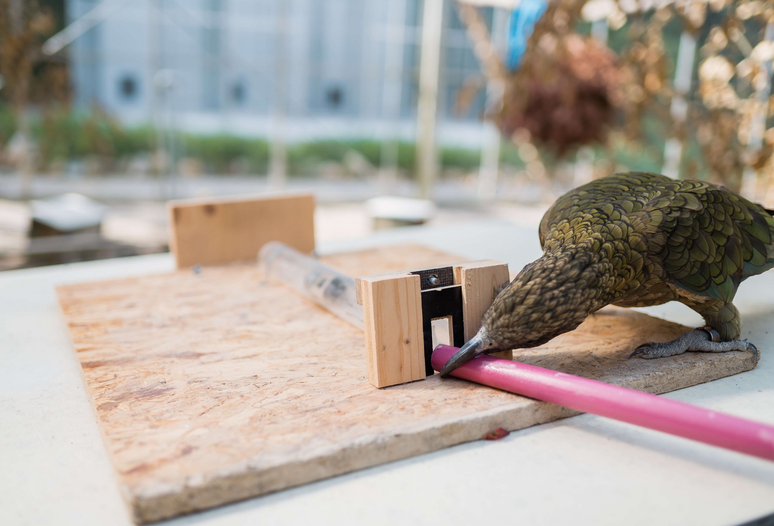 A Kea is trying to get a stick through a hole with its beak.