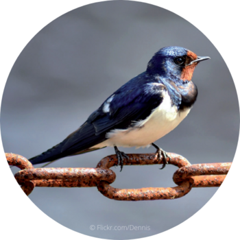 Barn swallow © Flickr.com/Dennis