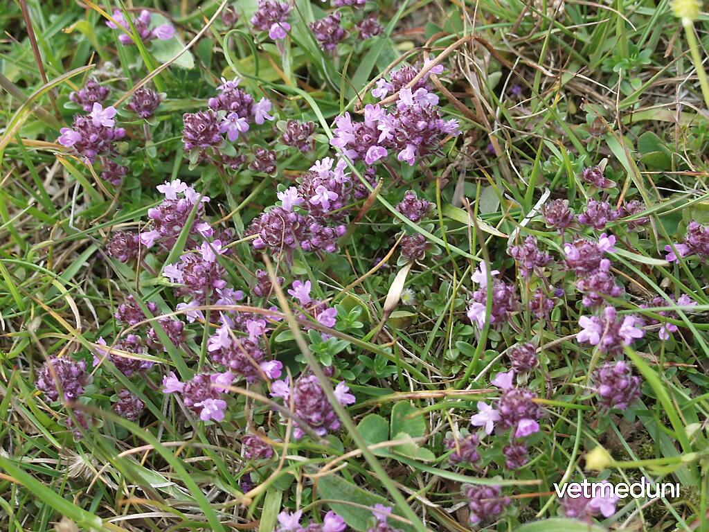 Feldthymian, Quendel