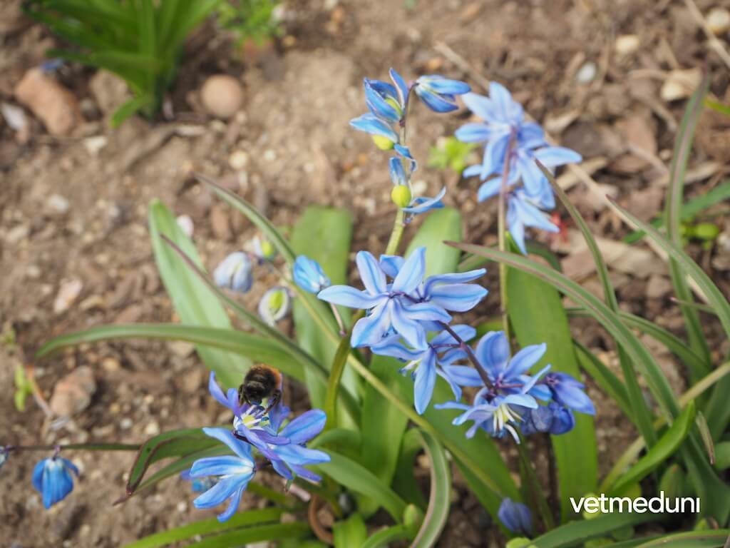 Blaustern, Sibirischer