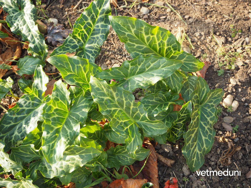 Vetmeduni: Italienischer Aronstab