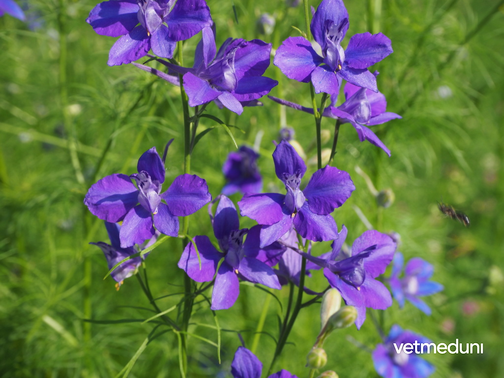 Vetmeduni GartenFeldrittersporn