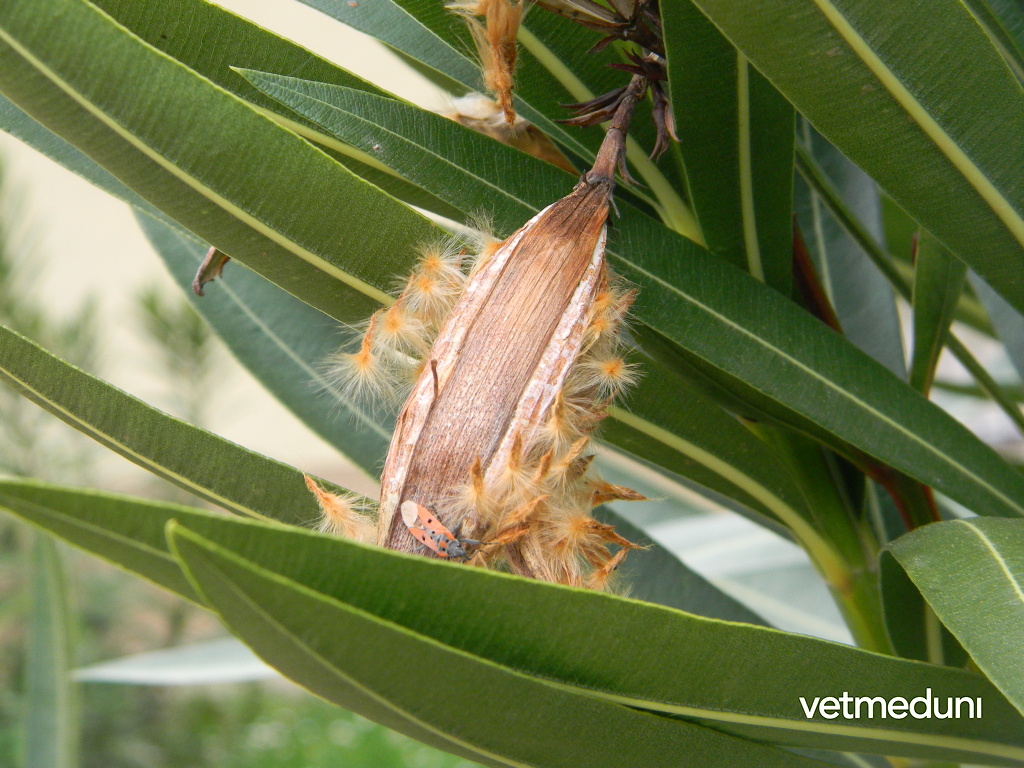 Oleander