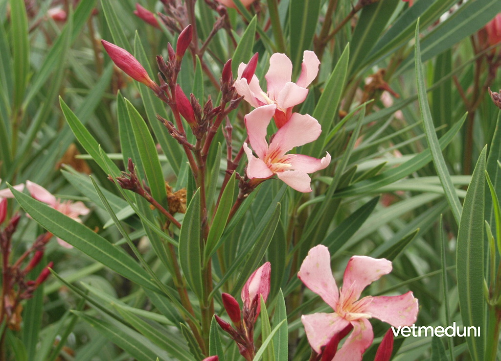 Oleander