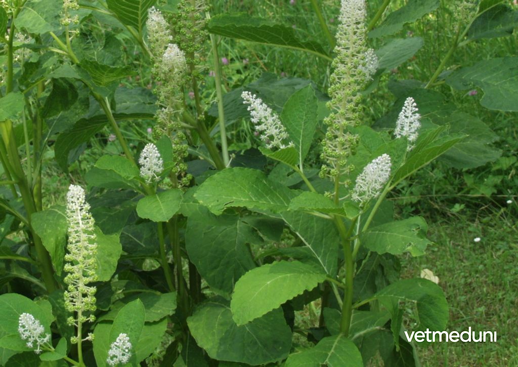 Amerikanische Kermesbeere