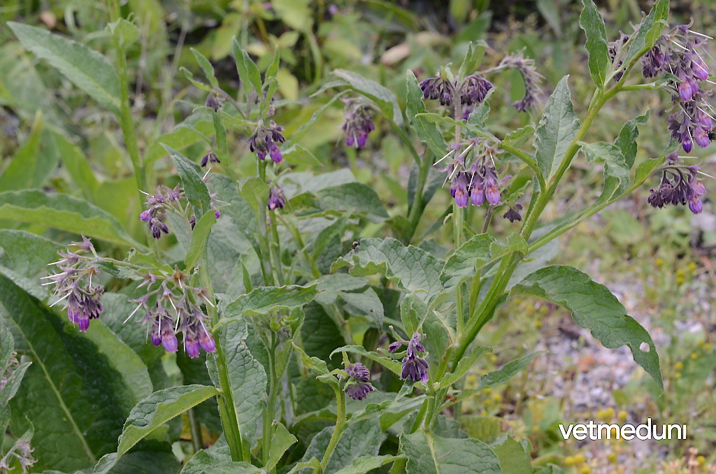 Vetmeduni Beinwell, Echter