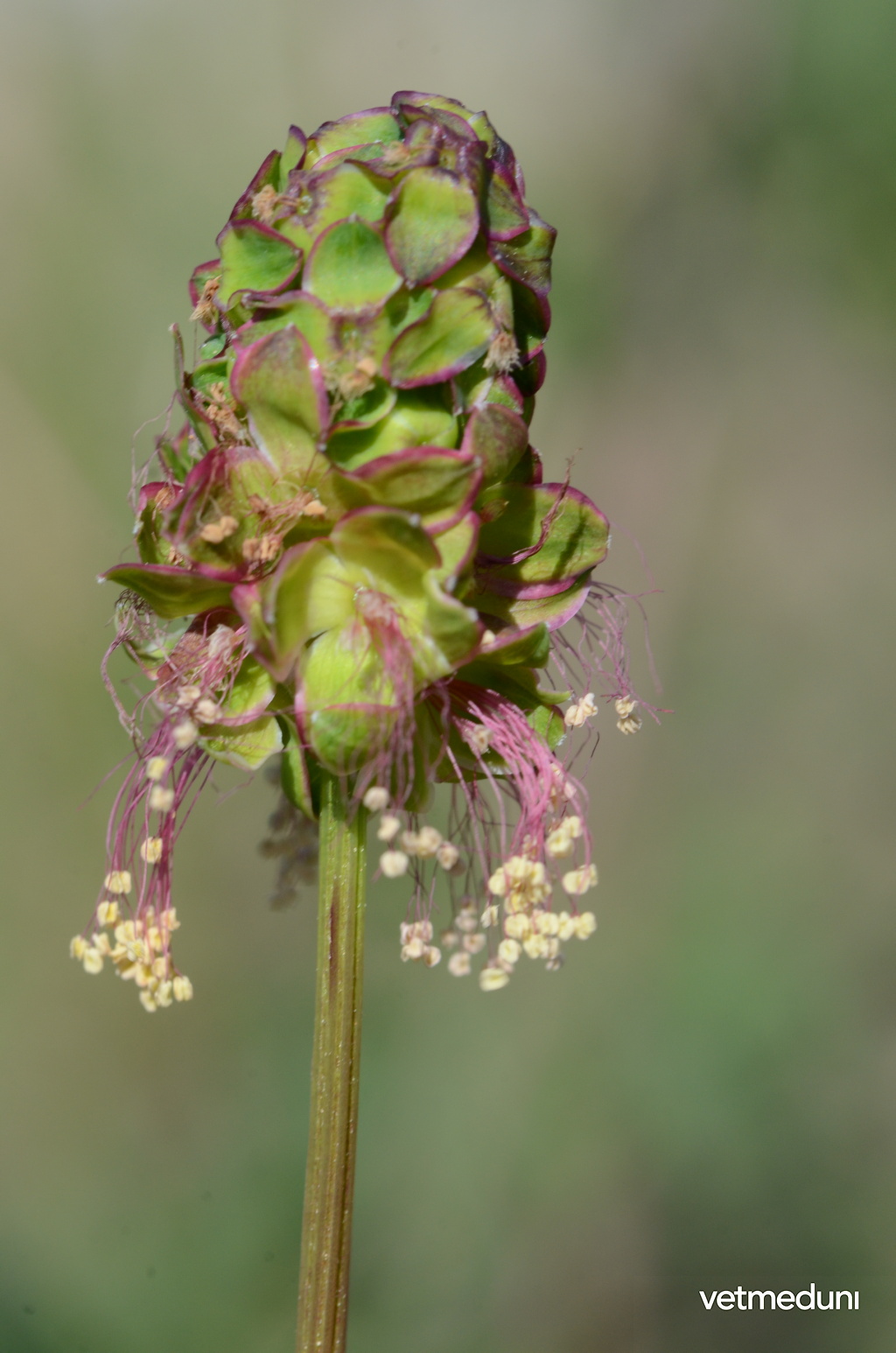 Wiesenknopf, Kleiner