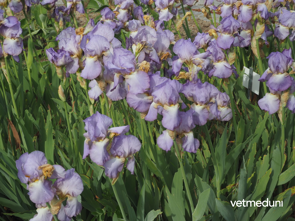 Blasse Schwertlilie, Iris pallida