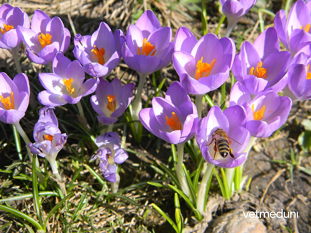 Krokus