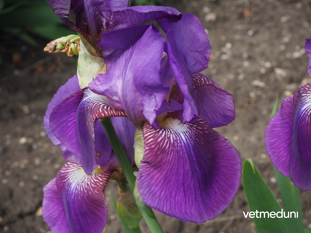 Deutsche Schwertlilie, Iris germanica