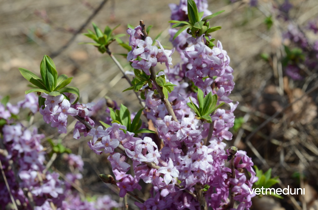 Gewöhnlicher Seidelbast, Daphne mezereum