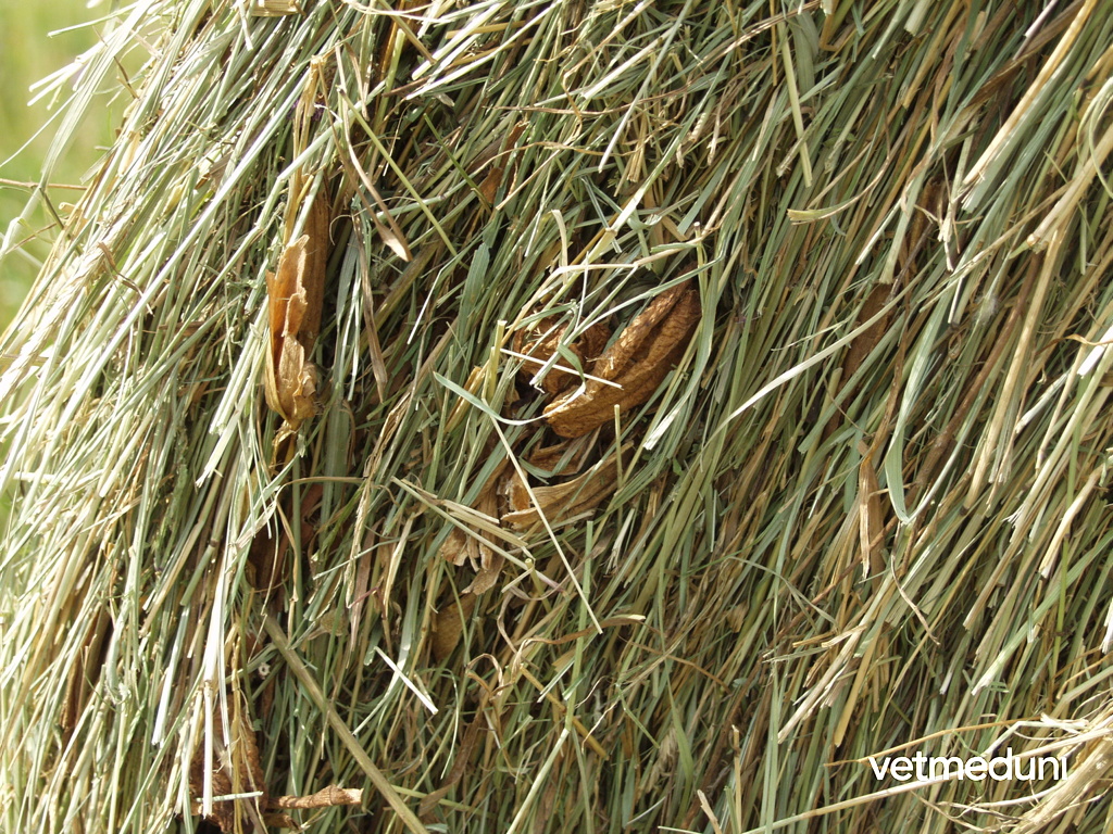 Vetmeduni Herbstzeitlose