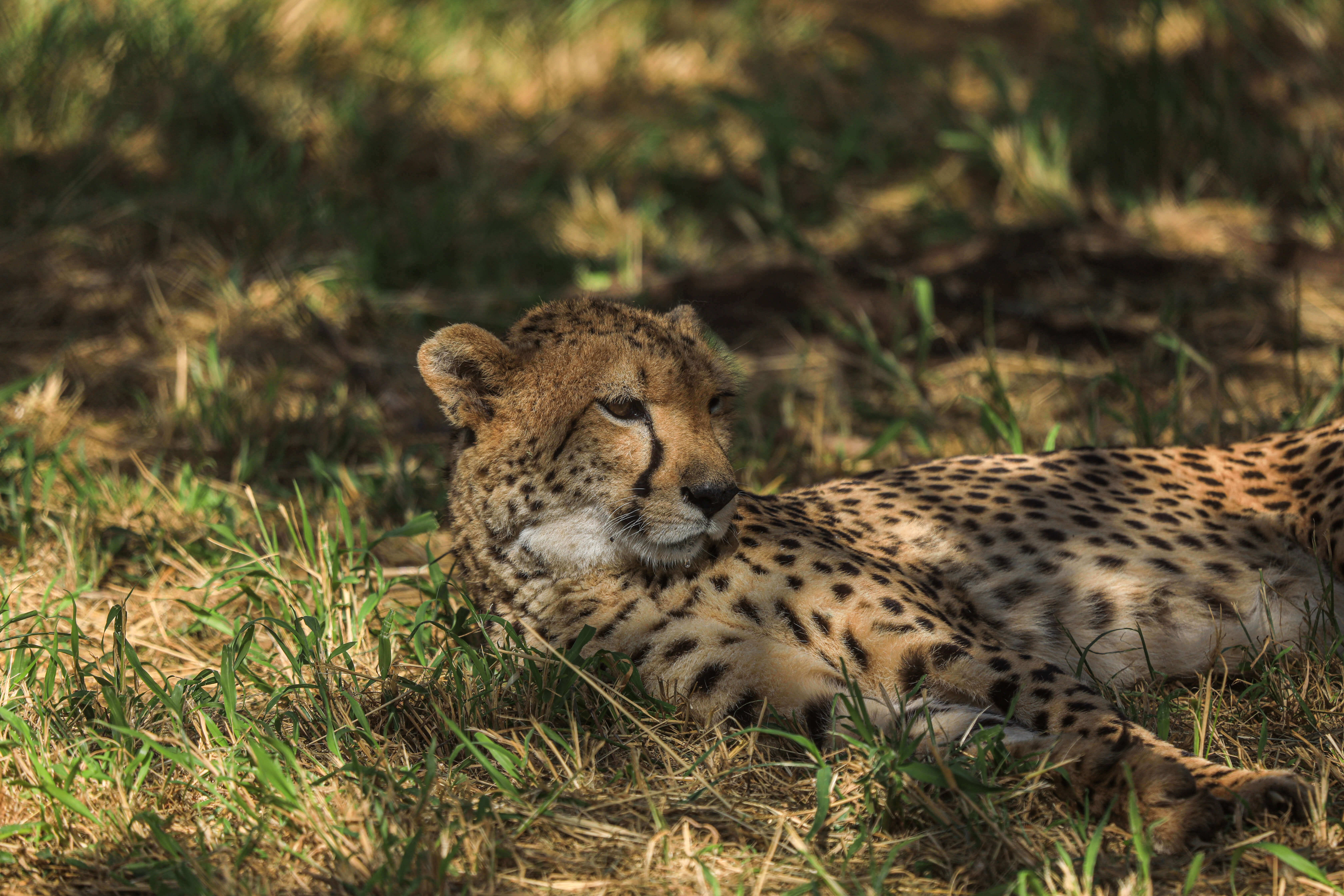 Ruhender Gepard / Resting cheetah