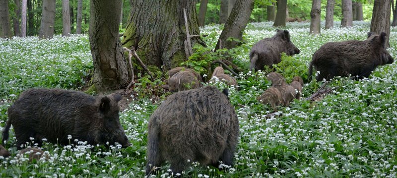 Wildschweine mit Frischlingen im Wald mit Bärlauch - Foto Manuela Habe/Vetmeduni