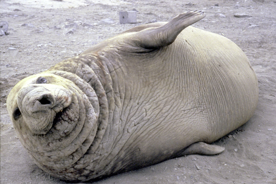 Southern elephant seal (public domain image by the US Government)