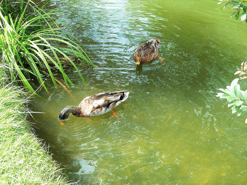 A pair of ducks in the water