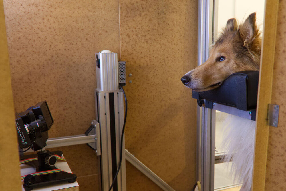 Ein Hund liegt mit dem Kopf auf einem Polster und blickt geradeaus. Vor ihm steht ein Eyetracking-Gerät.