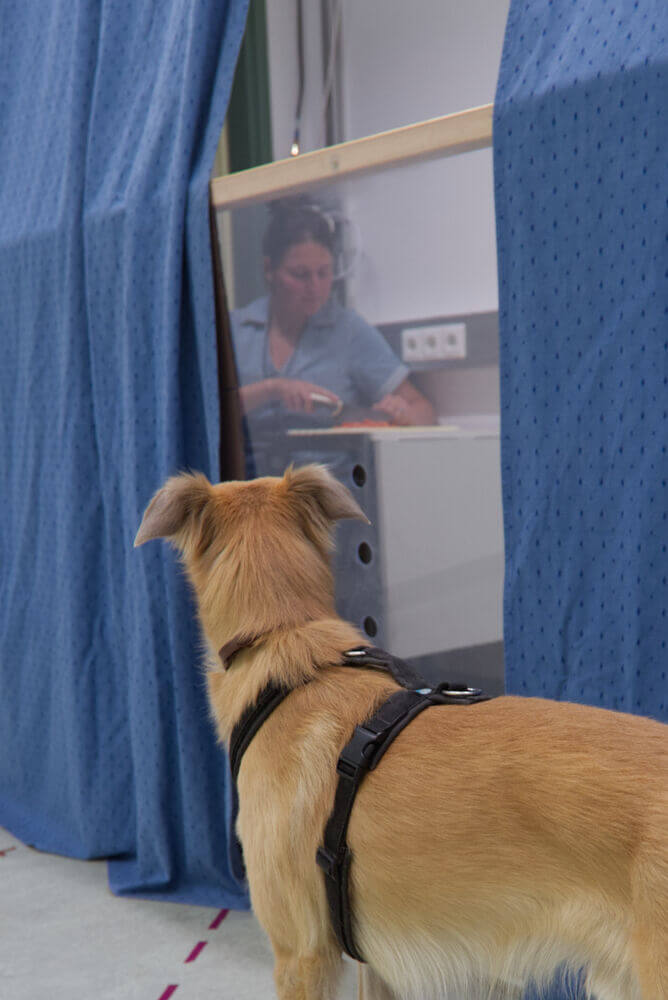 Ein Hund schaut durch eine durchsichtige Glaswand - dahinter steht ein Mensch