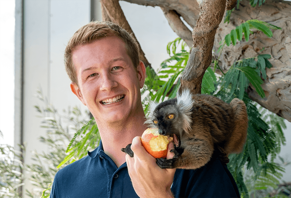 Jeff Schreiner f&uuml;ttert einen Katta mit einem Apfel und lacht dazu in die Kamera. 