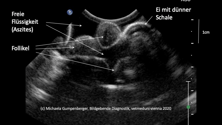 Drachen-Eier Ultraschallbild der Legenot bei der vierjährigen Wasseragame Nessy. Foto: Klinische Abteilung für Bildgebende Diagnostik/Vetmeduni
