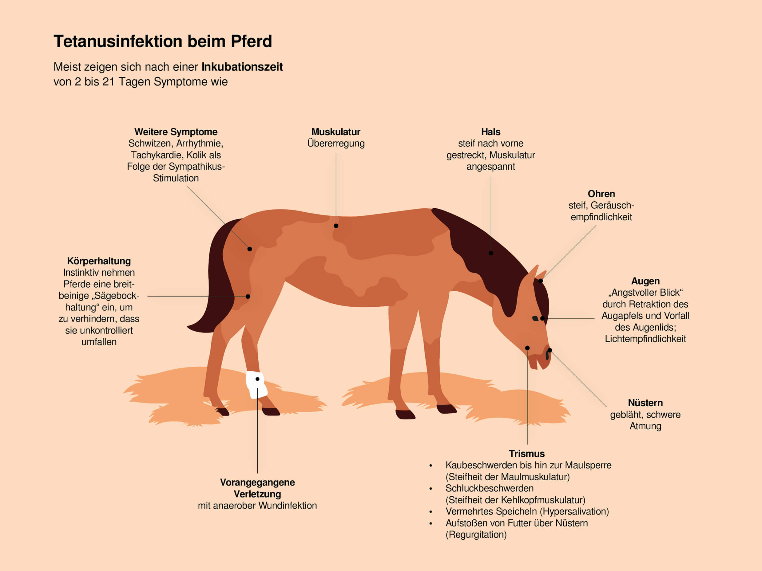 Illustration zu Symptomen einer Tetanusinfektion beim Pferd