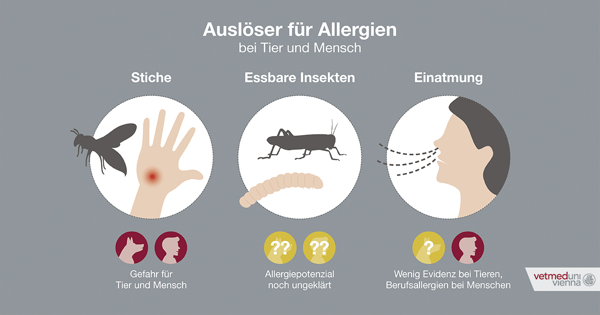 Auslöser für Allergien bei Tier und Mensch (Grafik © Matthias Moser)