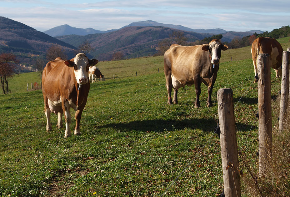 Kühe auf der Weide, Foto: Viktoria Neubauer