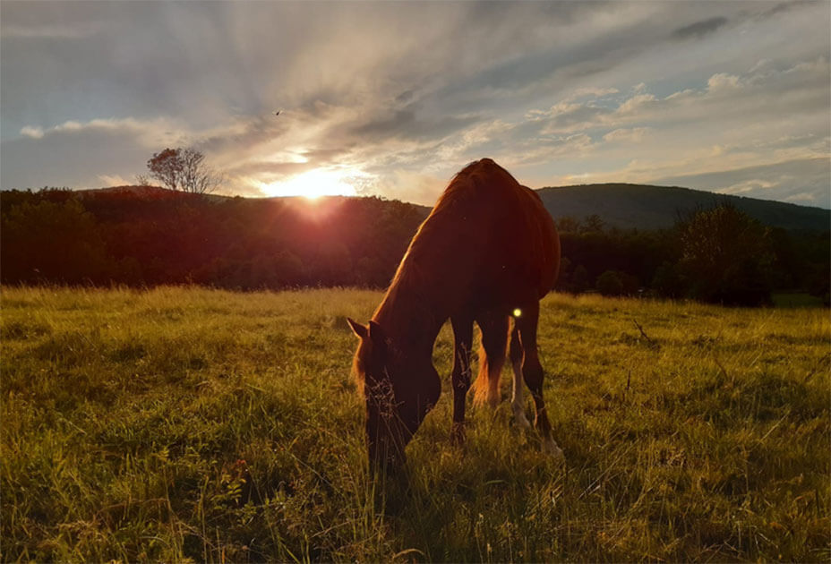 Pferd auf der Koppel bei Abendstimmung