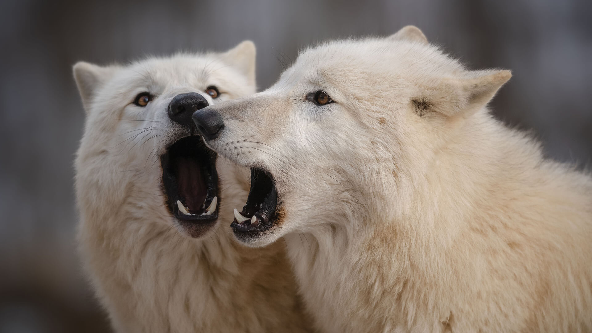 Zwei wei&szlig;e W&ouml;lfe