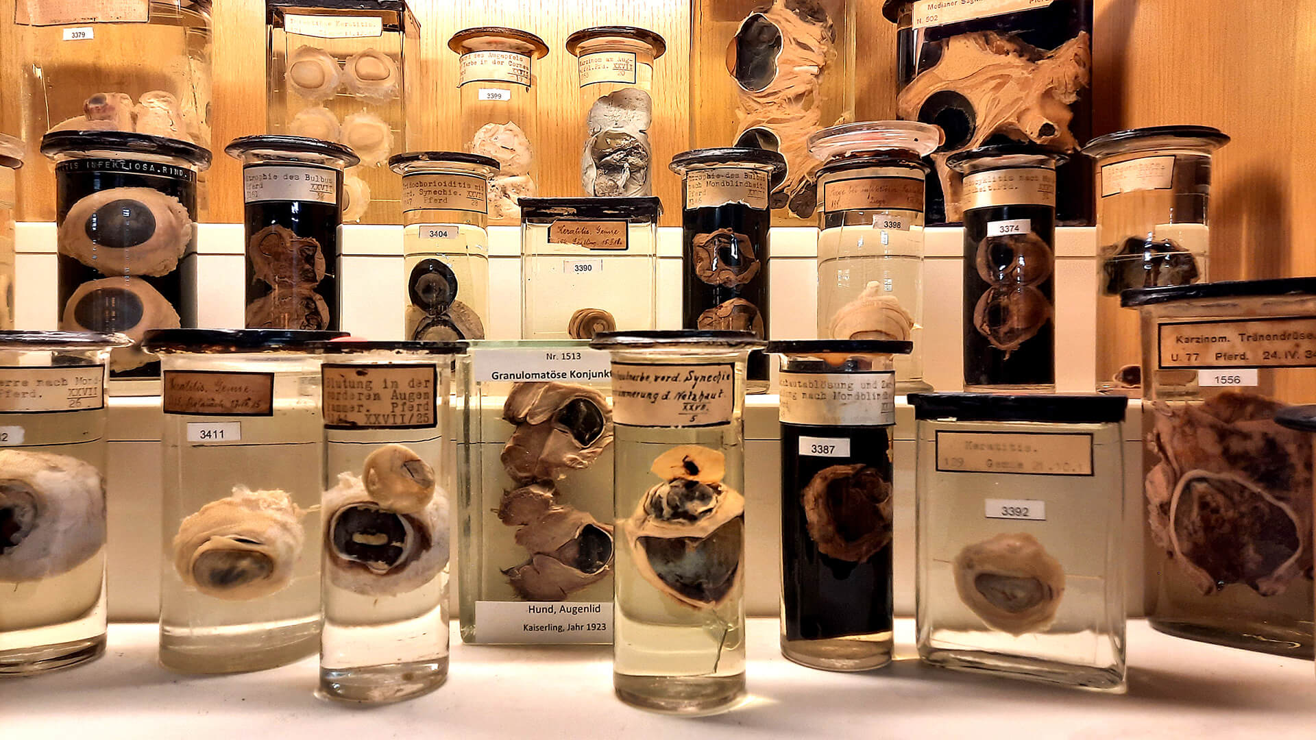 Kaiserlinge Exponate Pathologiemuseum