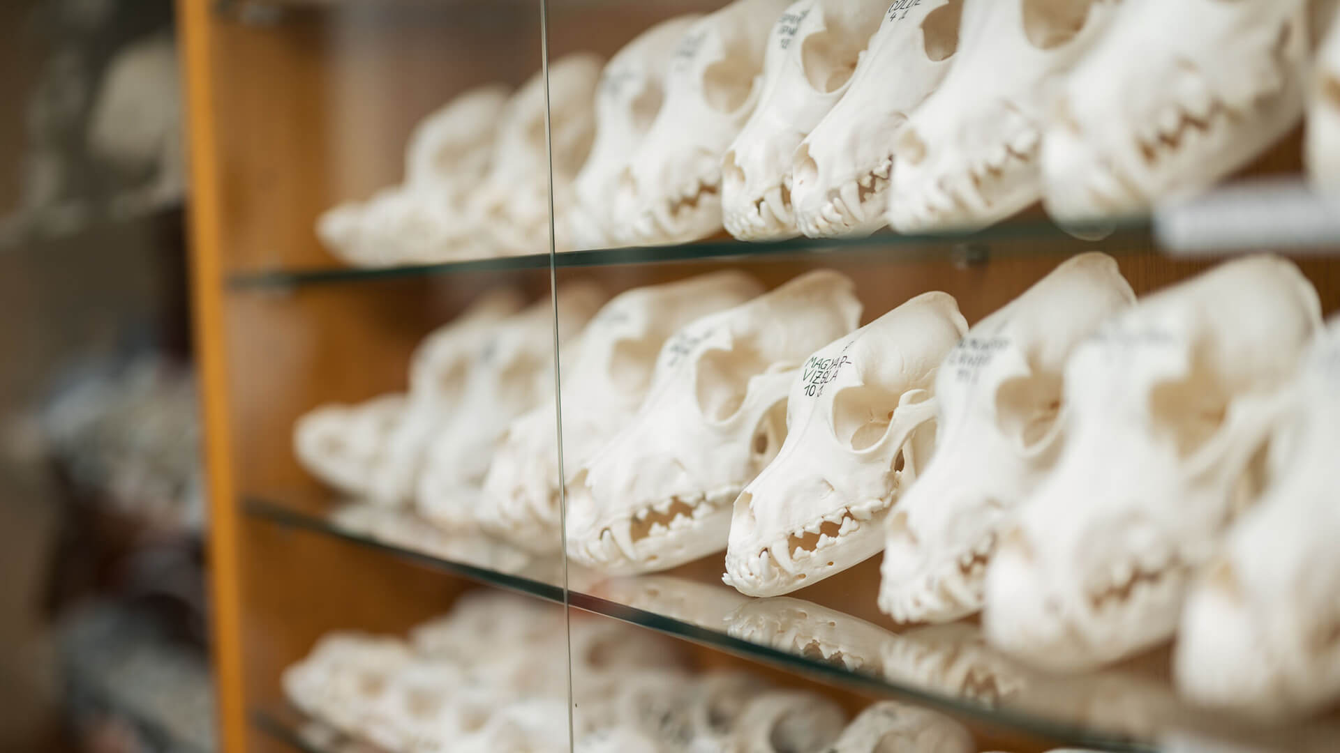 Tiersch&auml;del im Anatomiemuseum