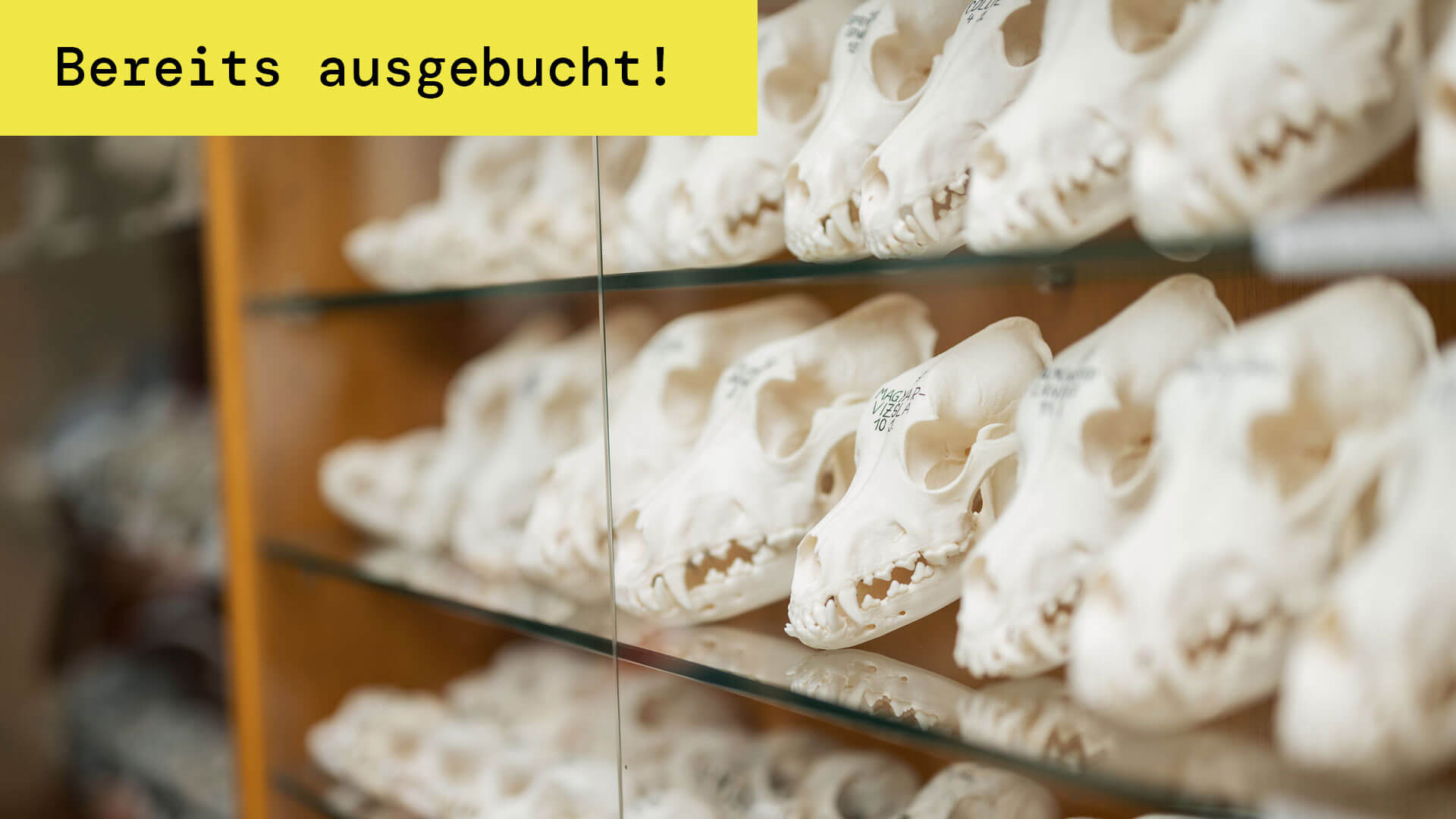 Tiersch&auml;del im Anatomiemuseum