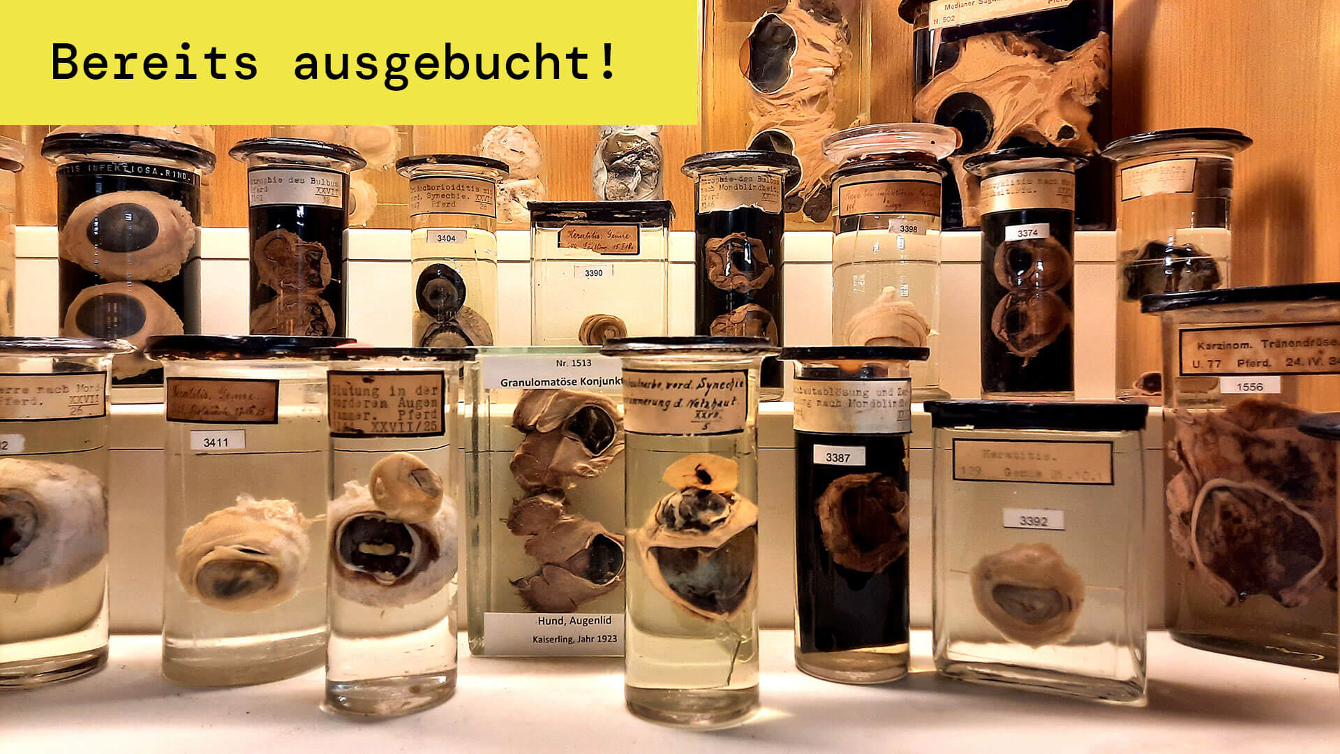 Kaiserlinge Exponate Pathologiemuseum