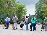 TdoT 2014 028  Tag der offenen Tür am Campus der Veterinärmedizinischen Universität Wien am 24. Mai 2014. Im Bild: Die Retriever-Hundestaffel bei der Demonstration ihres Könnens.
