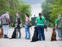 TdoT 2014 029  Tag der offenen Tür am Campus der Veterinärmedizinischen Universität Wien am 24. Mai 2014. Im Bild: Die Retriever-Hundestaffel bei der Demonstration ihres Könnens.