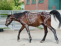 TdoT 2014 043  Tag der offenen Tür am Campus der Veterinärmedizinischen Universität Wien am 24. Mai 2014. Im Bild: bemalte Pferde - um die wichtigsten Organe und Knochen sichtbar zu machen, wurden 2 Pferde der Universität bemalt.