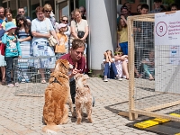 TdoT 2014 055  Tag der offenen Tür am Campus der Veterinärmedizinischen Universität Wien am 24. Mai 2014. Im Bild: MitarbeiterInnen des Clever Dog Labs (Messerli Forschungsinstitut) stellen unterschiedliche Lerntests für Hunde vor.