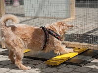 TdoT 2014 059  Tag der offenen Tür am Campus der Veterinärmedizinischen Universität Wien am 24. Mai 2014. Im Bild: MitarbeiterInnen des Clever Dog Labs (Messerli Forschungsinstitut) stellen unterschiedliche Lerntests für Hunde vor.