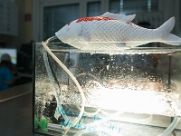 TdoT 2014 078  Tag der offenen Tür am Campus der Veterinärmedizinischen Universität Wien am 24. Mai 2014. Im Bild: Wie wird ein Fisch in Narkose gelegt? Demonstration anhand eines Plastikfisches.