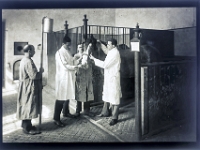 Glasdia  BER3389 260914 Kopie  TierÃ¤rzte haben beim Pferd eine Sonde gesetzt, Reproduktion eines SW- Glasdias aus dem Historischen Archiv der Vetmeduni Vienna, Datierung unbekannt,