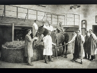 Glasdia  BER3400 260914 Kopie  Pferd vor dem Ablegen, Reproduktion eines SW- Glasdias aus dem Historischen Archiv der Vetmeduni Vienna, Datierung unbekannt,
